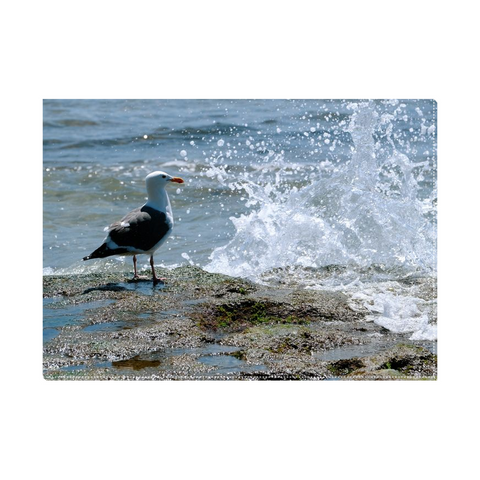 Splish Splash Seagull Canvas Mini