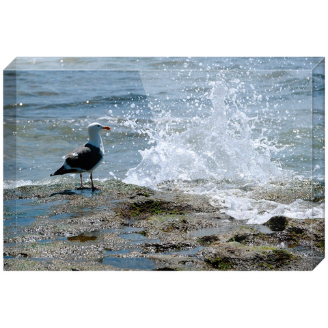 Splish Splash Seagull Acrylic Block Prints