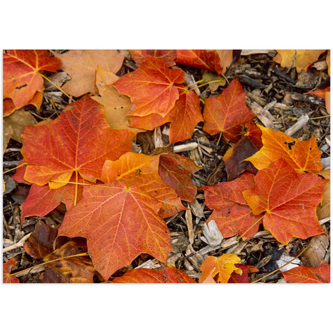 Leaves in Autumn 5x7 Canvas Mini