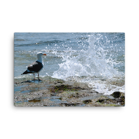 Splish Splash Seagull Canvas